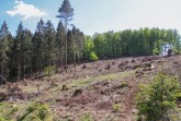 Flächen, auf denen kranke und abgestorbene Fichten gefällt werden mussten, bieten eine große Angriffsfläche für 
Sonneneinstrahlung – auch wenn sie, wie diese Fläche hier im Forstrevier Nassesand, mit jungen, kaum wahrnehmbaren Lärchen-Setzlingen wieder aufgeforstet werden. Foto: LVL