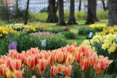 Tulpenshow im Gräflichen Park 2021