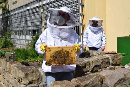 Patienten kümmern sich um 100.000 Honigbienen