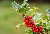 Ilex aquifolium