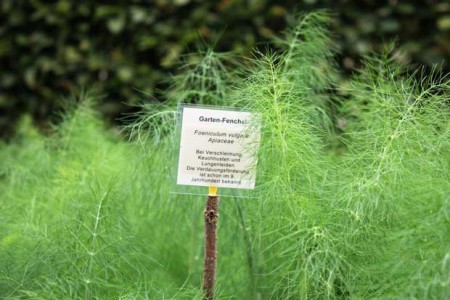 Gartenfenchel wurde im Mittelalter zur Behandlung von Lungenleiden und zur Verdauungsanregung verwendet. Foto: ©LWL-Museum in der Kaiserpfalz/K. Wochnik