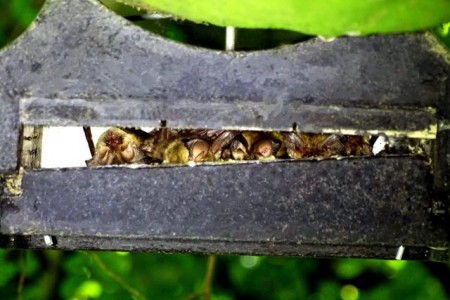 „Batnight“ am BILSTER BERG – Ein sicherer Wohnort für Fledermäuse.Foto: Biester Berg
