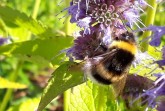 Hummel im Wurzgarten in Büren. Foto: ©Carolin Schepers