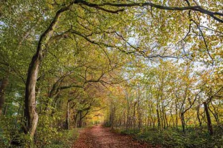Weg der Stille im Herbst © I. Jansen, Kulturland Kreis Höxter
