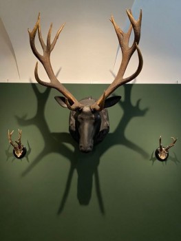 Eine Jagdtrophäe aus dem Bestand der Familie zur Lippe ist derzeit auch in der aktuellen Sonderausstellung „Hofjagd – Privileg und Spektakel“ im Weserrenaissance-Museum Schloss Brake zu sehen.