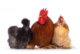 Photo 218267048 / Chicken Breeds© Nynke Van Holten|Dreamstime.com