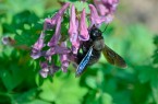 BUND Lemgo Violette Holzbiene nutzt Nektar vom Lerchensporn