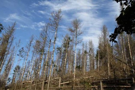 Flächen wie diese gehören bald der Vergangenheit an: Die Aufforstungen der Zukunftswälder sind in vollem Gange, dank der vielen eingegangenen Spenden konnten bereits 15.800 neue Bäume gepflanzt werden. (Foto: Landesverband Lippe)