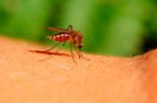 Wenn trotz Vorsorge die Mücke sticht, sollte Kratzen und mechanische Reibung unbedingt vermieden werden. Foto: AOK/hfr.
