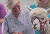 Sorgt für gute Stimmung bei den Caritas Tagespflege-Mitarbeiterinnen Bettina Kreipe (rechts) und Ulrike Mende: Alpacca Rikki von Volker Johanngieseker aus Delbrück. (Foto: Caritas Büren)