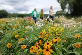 Der Sommerflor in den Wechselbeeten ist momentan ausgesprochen üppig – zum Beispiel hier im Archäologiepark der Landesgartenschau. © LGS Höxter (Die Verwendung dieses Bildmaterials ist nur im Zusammenhang mit dieser Veröffentlichung zulässig.)