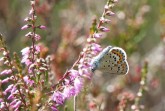 Der Idas-Bläuling- und Geißklee-Bläuling der Gattung Plebejus sind schwer zu unterscheiden. Der Falter hier sitzt auf einer Besenheide (Calluna vulgaris). Foto: Timo Schlüter (Die Fotos dürfen nur mit Fotonachweis und gemeinsam mit der Pressemitteilung oder dem Thema verwendet werden, in deren Zusammenhang sie veröffentlicht wurden)