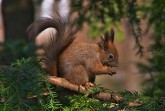 VIER-PFOTEN_Eichhörnchen © VIER PFOTEN