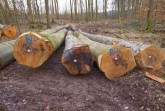Blick auf gefällte Buchen, deren Stämme innen von Pilzen befallen sind, deutlich zu erkennen an den schwarzen Verfärbungen. Foto: Landesverband Lippe