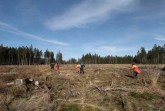 Pflanztrupp beim Setzen junger Roterlen im Schwalenberger Wald. Foto: LVL