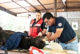 Noteinsatz: VIER PFOTEN Tierarzt und Missionsleiter Dr. Amir Khalil und Team versorgen grausam misshandelte Tanz- und Kampfbären. © VIER PFOTEN | Usman Ghani