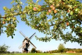 Im LWL-Freilichtmuseum Detmold gibt es viele historische Obstbaumsorten. Foto: LWL/Robin Jähne