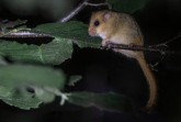 Die Haselmaus ist ein mausähnliches, nachtaktives Nagetier aus der Familie der Bilche. Foto: Jorrit Vlot, Observation.org