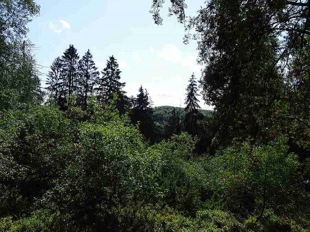 Blick in die Waldgesellscha? am Bärenstein. Foto: Biologische Sta-on Lippe