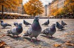 Stadttauben (Symbolbild) OWLj