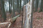 Aufgrund von pilzbedingter Weißfäule hat diese Buche einen Stammbruch erlitten. (Foto: LVL)