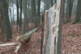 Aufgrund von pilzbedingter Weißfäule hat diese Buche einen Stammbruch erlitten. (Foto: LVL)