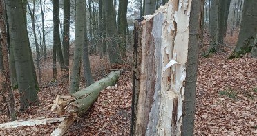 Aufgrund von pilzbedingter Weißfäule hat diese Buche einen Stammbruch erlitten. (Foto: LVL)