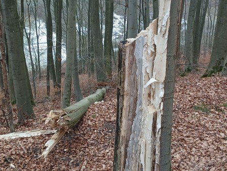 Aufgrund von pilzbedingter Weißfäule hat diese Buche einen Stammbruch erlitten. (Foto: LVL)
