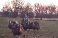 Straußenhof Daniel startet am 8. März in die Saison. Foto: Privat