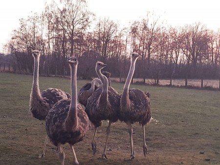 Straußenhof Daniel startet am 8. März in die Saison. Foto: Privat