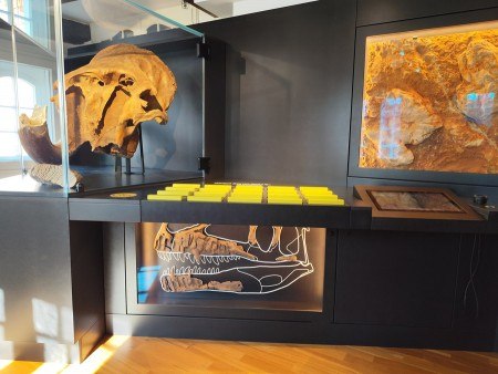 Die Ur- und Frühgeschichte in der neuen Dauerausstellung (© Mindener Museum)