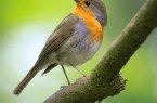 Entdeckung-der-Vogelwelt-(Canva)