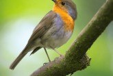 Entdeckung-der-Vogelwelt-(Canva)