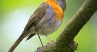 Entdeckung-der-Vogelwelt-(Canva)