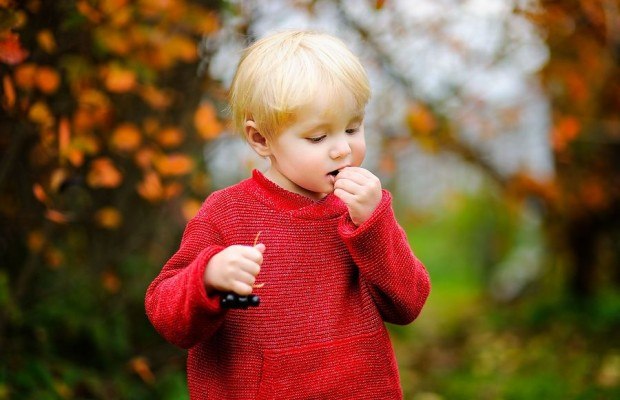 Häufiger Beratungsbedarf bei Säuglingen und Kleinkindern: Von außen ist es ihnen nicht anzusehen, aber einige heimische Gartenpflanzen, wie zum Beispiel die Eibe oder der Kirschlorbeer, sind giftig. Foto: AOK/colourbox/hfr.