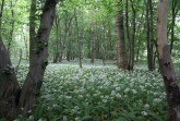 BUND-Wildnis Goitzsche_Blühender Bärlauch ©Carol_Hoeger_BUNDstiftung