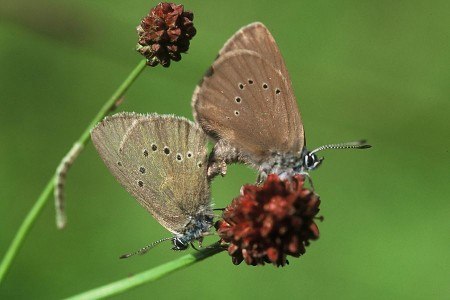 Ameisenbläulinge sind in ihrem Lebensraum auf die Wirtspflanze Großer Wiesenknopf und Ameisen angewiesen, in deren Nestern die Raupen der Bläulinge groß werden. Foto: Peter Fasel