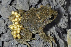 Bei den seltenen Geburtshelferkröten tragen sie männlichen Tiere die Eischnüre am Hinterleib bis die Kaulquappen daraus schlüpfen. Foto: Frank Grawe