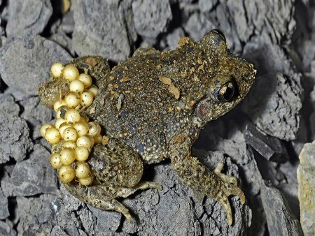 Bei den seltenen Geburtshelferkröten tragen sie männlichen Tiere die Eischnüre am Hinterleib bis die Kaulquappen daraus schlüpfen. Foto: Frank Grawe