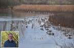 Foto: Matthias Füller - Auf dem Norderteich trifft man inzwischen eine ganze Reihe von Gänsen und anderen Wasservögeln an