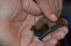 Zwergfledermaus aus der BUND-Pflegestation. Foto © BUND Lemgo