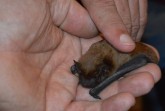 Zwergfledermaus aus der BUND-Pflegestation. Foto © BUND Lemgo
