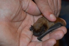 Zwergfledermaus aus der BUND-Pflegestation. Foto © BUND Lemgo