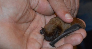 Zwergfledermaus aus der BUND-Pflegestation. Foto © BUND Lemgo