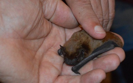 Zwergfledermaus aus der BUND-Pflegestation. Foto © BUND Lemgo