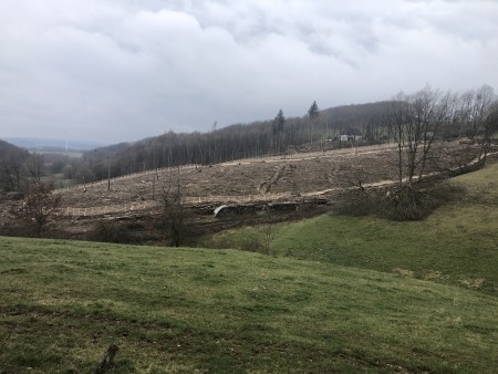 Weitgehend kahle und geräumte Waldfläche an einem Hang bei Extertal-Nösingfeld im Jahr 2021.