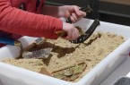 Kinderhände graben mit kleinen Werkzeugen in einer mit Sand gefüllten Ausgrabungsstation
Vorhandener © Mindener Museum