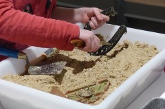 Kinderhände graben mit kleinen Werkzeugen in einer mit Sand gefüllten Ausgrabungsstation
Vorhandener © Mindener Museum