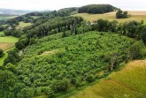 Drohnenaufnahme eines dicht bewachsenen jungen Laubwaldes in der hügeligen Landschaft bei Extertal-Nösingfeld.