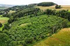 Drohnenaufnahme eines dicht bewachsenen jungen Laubwaldes in der hügeligen Landschaft bei Extertal-Nösingfeld.